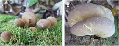 Genomic Analysis of Sarcomyxa edulis Reveals the Basis of Its Medicinal Properties and Evolutionary Relationships